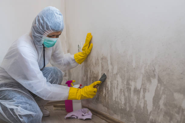 Professional Mold Remediation in Worthington, MN